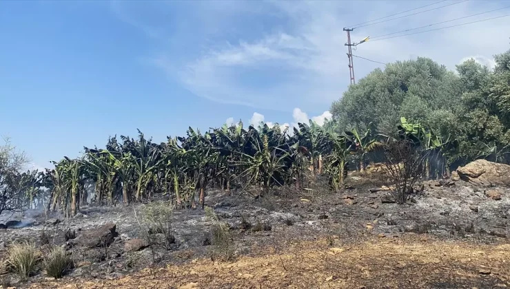 Antalya’da çıkan yangın muz bahçelerine sıçradı